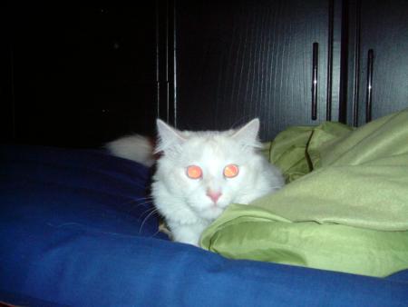 voici mon chat romeo.