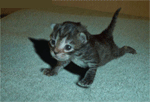 costeau se chat!